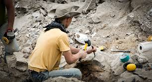 Image result for Dignathia