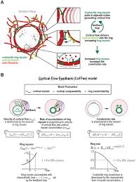 Positive Feedback Between Contractile Ring Myosin And Ring