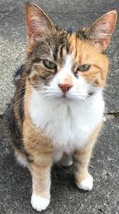 The Calico Cat: Everything You Need To Know | Trustedhousesitters.Com