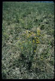 Image result for Pycreus chrysanthus