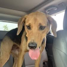 It is our mission and goal to save those who would otherwise be euthanized. Animal Care Control Palm Beach County 22 Reviews Animal Shelters 7100 Belvedere Rd West Palm Beach Fl Phone Number