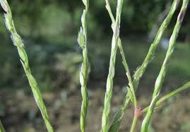 Image result for Digitaria compressa