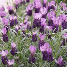 Anouk Spanish Lavender Spanish Lavender Lavender Plant Perennials