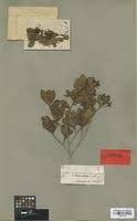 Image result for Psydrax fragrantissima