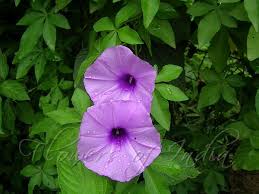 Image result for Ipomoea cairica
