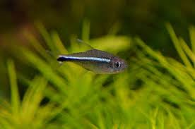 Moje Ryby Z Bliska Fish Pet Aquatic Ecosystem Aquarium