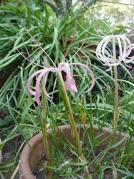 Image result for Ammocharis