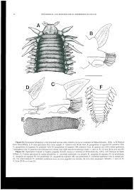 Image result for Eulalia polyneura