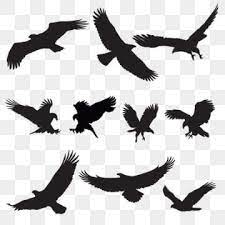 Eagle Silhouette Flying Bird Silhouette Bird Silhouette Eagle Png And Vector With Transparent Background For Free Download Flying Bird Silhouette Eagle Silhouette Bird Silhouette