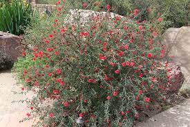 Arizona red flowering desert shrubs many people refer to this red and orange desert bush as the mexican bird of paradise (caesalpinia mexicana). Az Nv Red Flowering Shrub Plantmaster Blog
