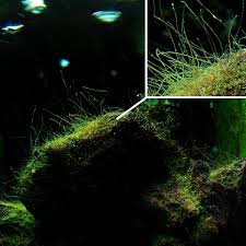 The black beard algae is gone! Aquarium Algae Control Brown Diatom Hair Marine Bba Green Spot Water