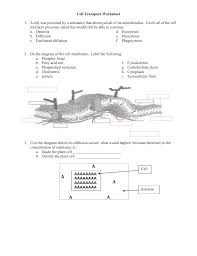 Answer keys for study guide. Pre Ap Biology Cell Transport Worksheet