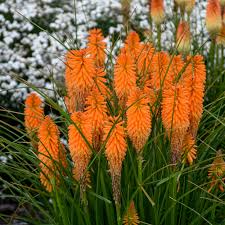 Image result for Kniphofia