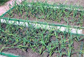 Knoblauch wächst gut auf warmen und lockeren böden in sonniger lage. Gemusebeete Fur Den Anbau Von Knoblauch Im Garten Lizenzfreie Fotos Bilder Und Stock Fotografie Image 51237511
