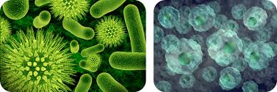 On the other side, eukaryotes may reproduce by both sexual and asexual means. Powerschool Learning Eoc Review Course Cells