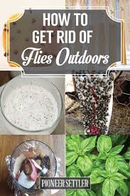 For example, be sure to get rid of any old fruit or unwashed bottles that contained juice, soda, or. How To Get Rid Of Flies 13 Natural And Homemade Fly Repellents Get Rid Of Flies Fly Repellant Fly Repellant Diy