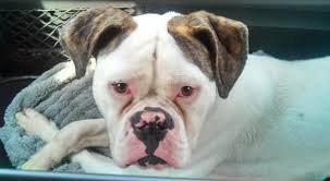 Ukpets found 0 the following english bulldog for adoption and rehome in the uk based on your search criteria. Amer Bulldog Rescue On Twitter Digger Checking In Sweet Young Energetic Americanbulldog Bulldog Pennsylvania Needs To Be Adopted Http T Co Gmgirjvghp
