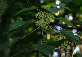 Image result for Macaranga capensis