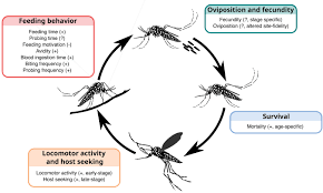 Image result for Dengue