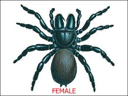 Spider Identification Chart Distribution Venom Toxicity