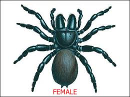 Spider Identification Chart Distribution Venom Toxicity