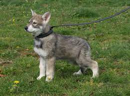 Pour qu'il ne se transforme pas en monstre face aux jeunes enfants et autres animaux domestiques, il faut canaliser ses instincts de chasseur et de prédateur . Zoom Sur Une Race Chien Loup Tcheque L Univers Bio Et Naturel Des Chiens Et Des Chats