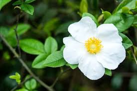 Image result for Rosa laevigata