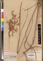 Image result for Hyparrhenia poecilotricha