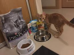 Pro Plan Kedi Mamasi Kedi