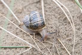 In hot or drought periods, helix aspersaretracts in its shell and covers the opening with a layer of mucus called epiphragm, which helps to keep the moisture inside and avoid the attack of animals that can kill it, like some ants. A Simple Guide To Britain S Snails Country Life
