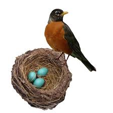 Image result for Robin Egg Blue 2018 Fleet