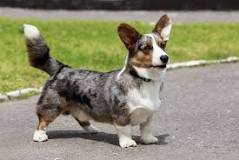 Image result for blue merle corgi