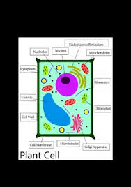 Animal cell diagram with the organelles diagram quizlet. Cell Diagram Worksheets Teaching Resources Teachers Pay Teachers