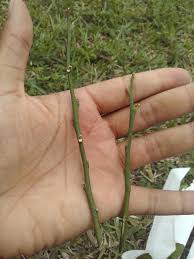 First Time Grafter (Citrus) - General Fruit Growing - Growing Fruit