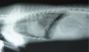 Jul 23, 2021 · pneumothorax (collapsed lung) is an injury to the lung that causes air or gas to build up in the thin layer of tissue that covers the lungs and lines the interior wall of the chest cavity. Pneumothorax In Dogs Petcoach