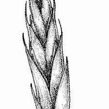 Image result for Leptochloa fusca