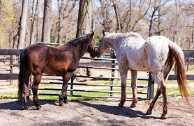 Both aspca pet health insurance and hartville pet insurance are available to all consumers, as well as groups and employers. Horse Care Aspca