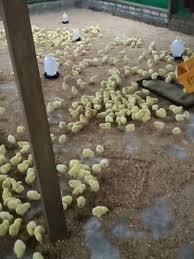 White meat terutama bagian dada ayam merupakan opsi yang sangat. Pembekal Anak Ayam Runcit Dan Borong Posts Facebook