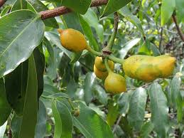 Image result for Monanthotaxis buchananii