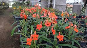Image result for Habenaria cirrhata