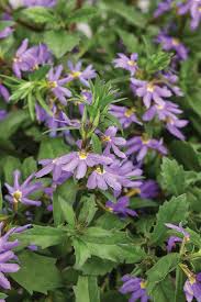 Image result for Scaevola