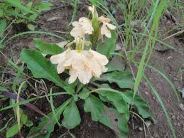 Image result for Glossostelma spathulatum