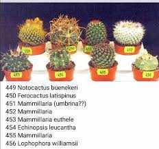 They are addressed by this name by their near and dear ones. 26 Cactus Names Ideas Cactus Names Cactus Cactus Types