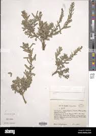 Image result for Antizoma angustifolia