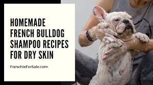 The frenchbulldogs community on reddit. Homemade French Bulldog Shampoo Recipes For Dry Skin Frenchieforsale Com