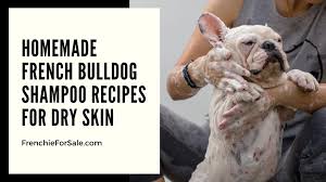 Food allergies & hypoallergenic diets in bulldogs. Homemade French Bulldog Shampoo Recipes For Dry Skin Frenchieforsale Com
