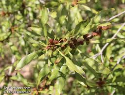 Image result for Myricaceae