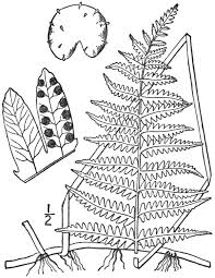 Image result for Thelypteris confluens