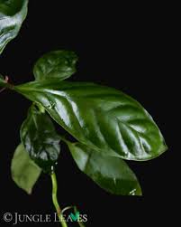 Image result for Psychotria cinerea