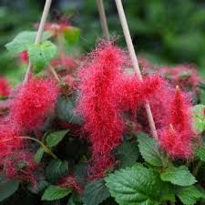 Image result for Acalypha welwitschiana